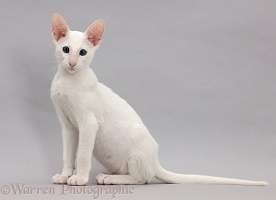 White Oriental kitten sitting on grey background