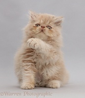 Persian kitten, sitting up with raised paws on grey background