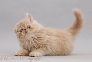 Persian kitten, shaking on grey background