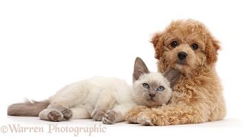 Cavachondoodle pup and Birman-cross kitten
