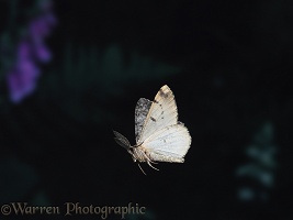 Great Oak Beauty Moth in flight