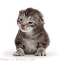 Silver tabby kitten, 11 days old