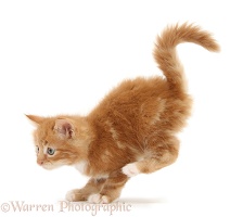 Ginger kitten jumping down