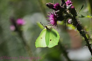 Brimstone Butterfly feeding on Marsh Thistle