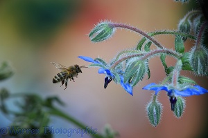Honey Bee worker visiting Borage flowers