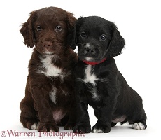 Black and chocolate Cocker Spaniel puppies