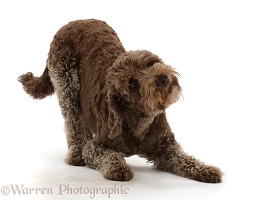 Labradoodle in play-bow