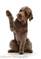 Labradoodle sitting and giving a paw