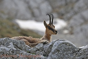 Apennine Chamois in spring moult resting on a rocky ledge