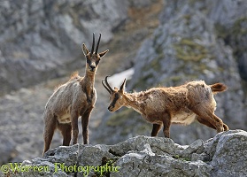 Abruzzo Chamois in spring moult on a rocky ledge