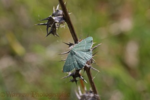 Common Emerald Moth