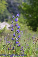 Viper's Bugloss visited by Honey Bee