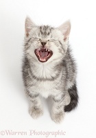 Silver tabby kitten, 6 weeks old, looking up and yawning