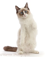 Ragdoll kitten, 4 months old, standing up on haunches
