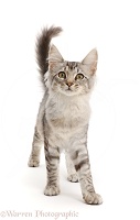 Mackerel Silver Tabby cat, walking with tail up