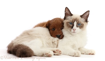 Ragdoll kitten, with Cavapoo puppy