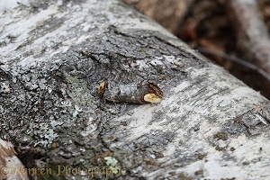 Buff-tip Moth camouflaged on a fallen birch branch