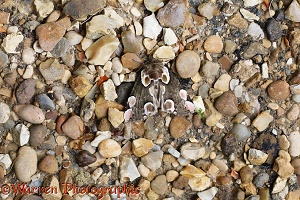 Peach Blossom Moth showing disruptive camouflage on gravel