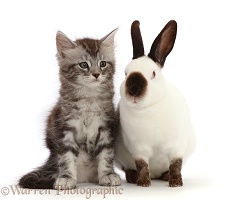 Silver Tabby kitten and Sable point rabbit