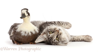 Mackerel Silver Tabby cat and Call Duck