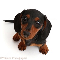 Black-and-tan Dachshund puppy sitting looking up