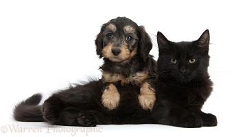 Black Maine Coon kitten and cute Daxiedoodle puppy