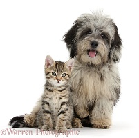 Cute tabby kitten with Daxiedoodle pup