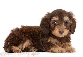 Cute Daxiedoodle puppy