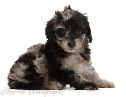 Cute black-and-grey merle Daxiedoodle puppy