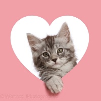 Silver tabby kitten looking through a pink heart