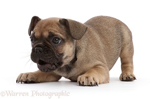 French Bulldog puppy, 6 weeks old, in play-bow