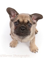 French Bulldog puppy, 6 weeks old, sitting and looking up
