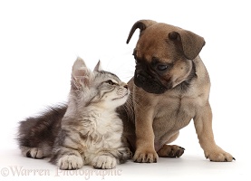 Silver Tabby kitten and French Bulldog puppy