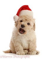 Cavapoochon puppy, 6 weeks old, wearing a Santa hat