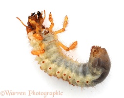 Cockchafer Beetle larva 2