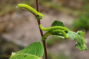 Moth caterpillars (Noctuidae) on Goat Willow (Salix species)