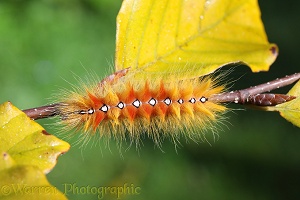 Sycamore Moth caterpillar