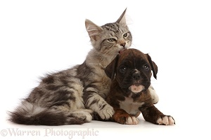 Silver tabby kitten and Boxer puppy