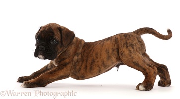 Boxer puppy, 6 weeks old, stretching out
