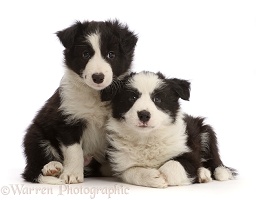 Two black-and-white Border Collie puppies