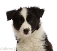 Black-and-white Border Collie puppy, 7 weeks old