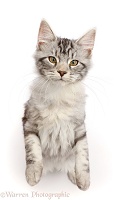 Silver tabby kitten standing and looking up