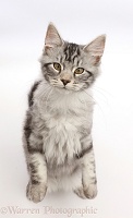Silver tabby kitten standing and looking up