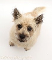 Cairn Terrier dog sitting and looking up