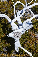 Dead tree, Los Alerces National Park, Argentina