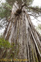 Looking up trunk of Alerce tree, Los Alerces National Park