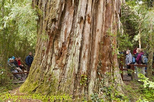 Base trunk of Alerce tree, Los Alerces National Park
