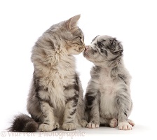 Silver tabby kitten nose-to-nose with Border Collie puppy