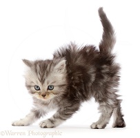 Silver tabby Persian-cross kitten