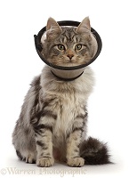 Silver tabby cat wearing Elizabethan wound healing cone collar